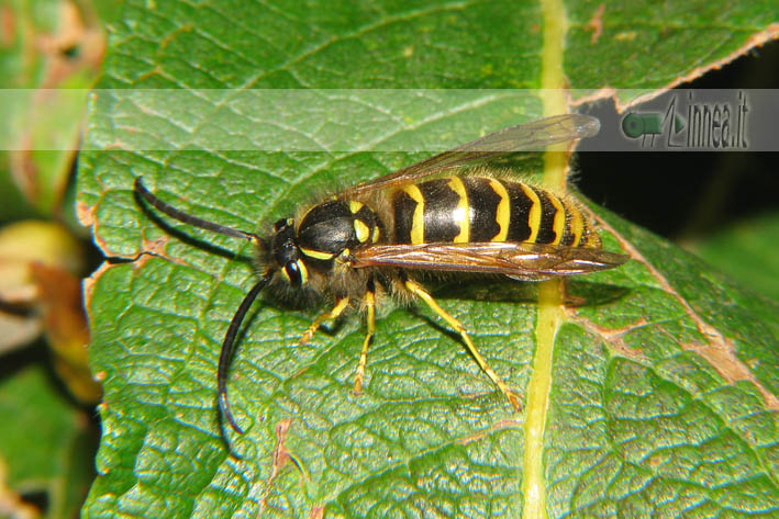 Dolichovespula sylvestris